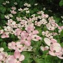 Cornus kousa 'Satomi' fleur (2)